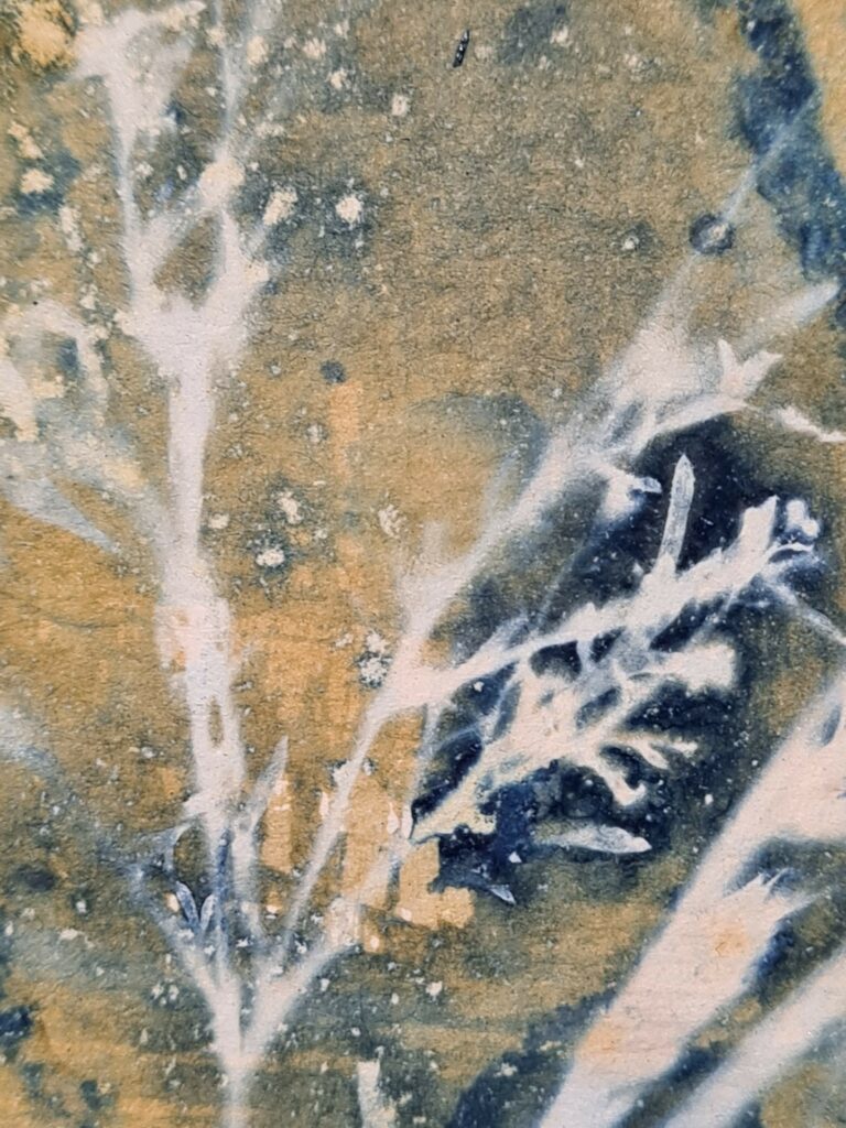 Cyanotype cyanotypie Neantske Gerbens Nynke Koning