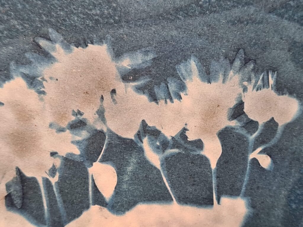 Cyanotype cyanotypie Neantske Gerbens Nynke Koning