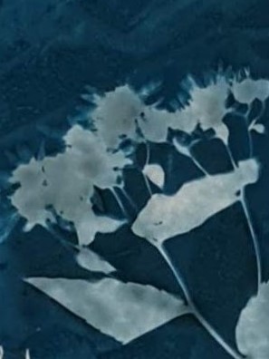 Cyanotype cyanotypie Neantske Gerbens Nynke Koning